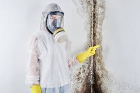 Best Emergency Mold Remediation in Elmira, NY